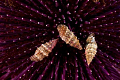   Shells sea urchin  